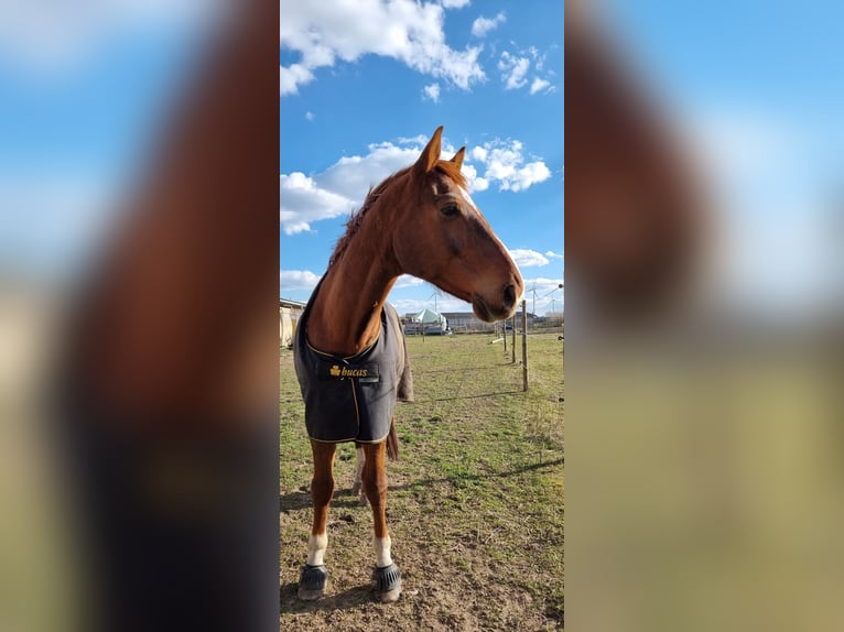 Westphalian Gelding 20 years 16.1 hh Chestnut-Red in Jugenheim