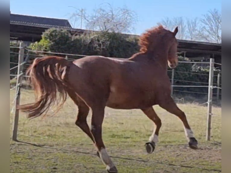 Westphalian Gelding 20 years 16,1 hh Chestnut-Red in Jugenheim