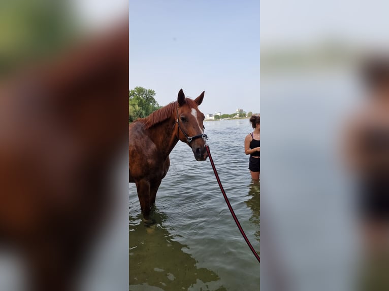 Westphalian Gelding 20 years 16,1 hh Chestnut-Red in Jugenheim