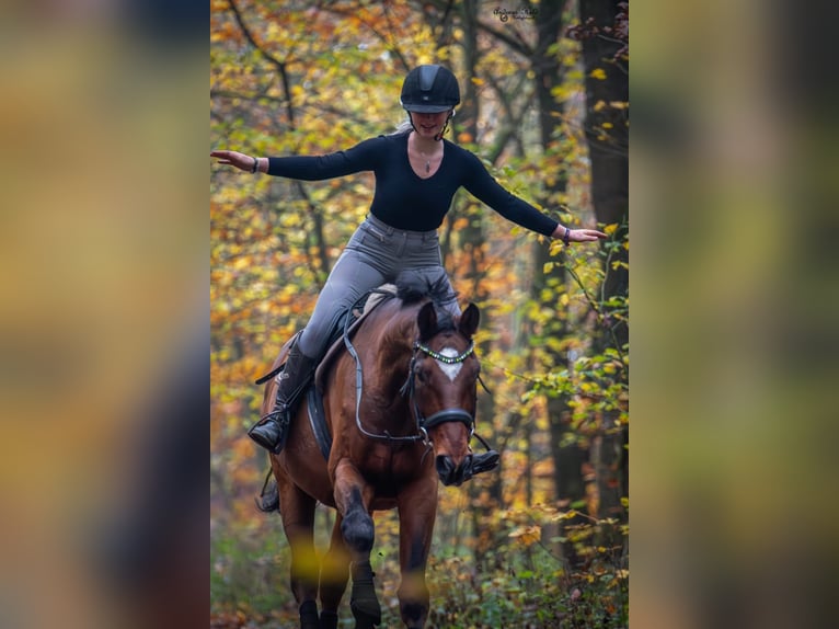 Westphalian Gelding 20 years 17,1 hh Chestnut in Rottenburg an der Laaber