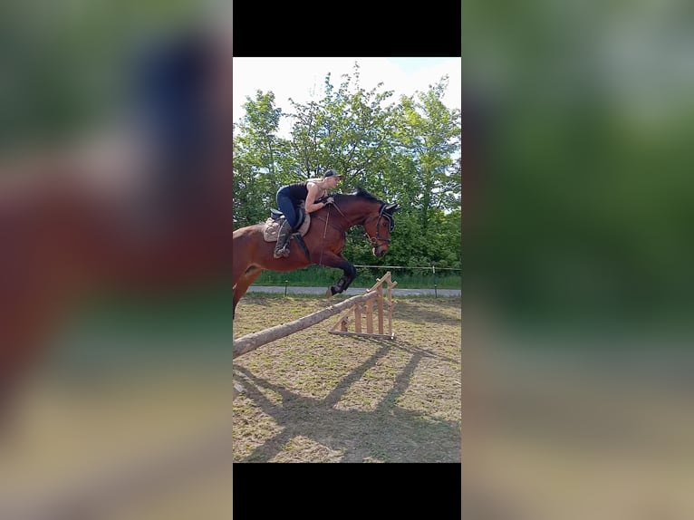 Westphalian Gelding 20 years 17,1 hh Chestnut in Rottenburg an der Laaber