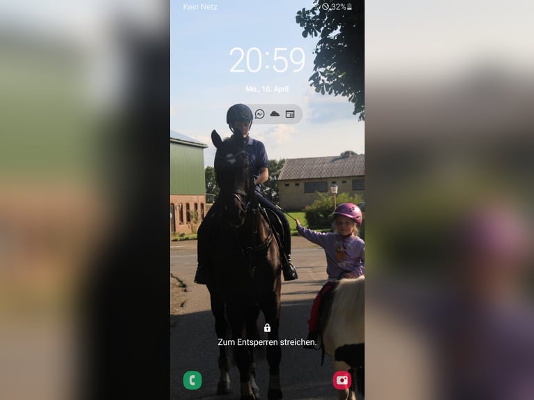 Westphalian Gelding 20 years 17,1 hh Black in Husum