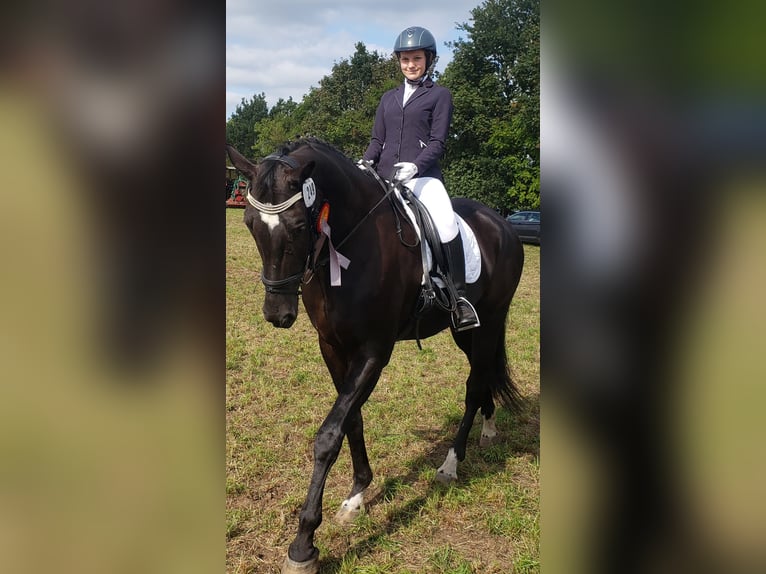 Westphalian Gelding 20 years 17,1 hh Black in Husum