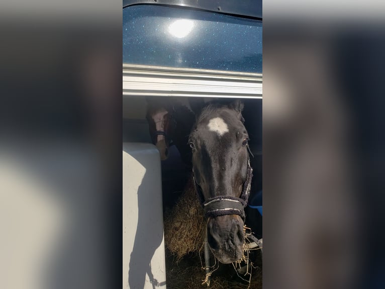 Westphalian Gelding 20 years 17,1 hh Black in Husum