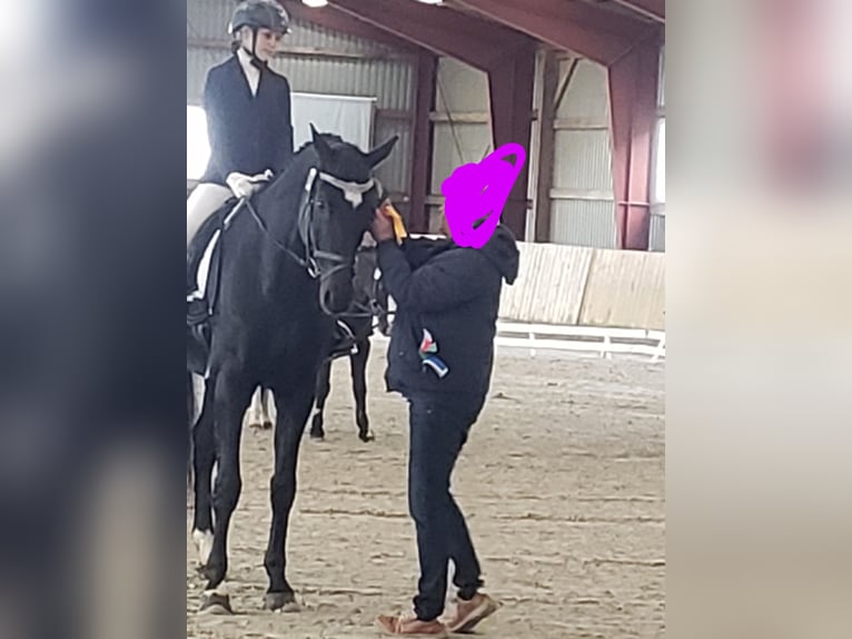 Westphalian Gelding 20 years 17,1 hh Black in Husum
