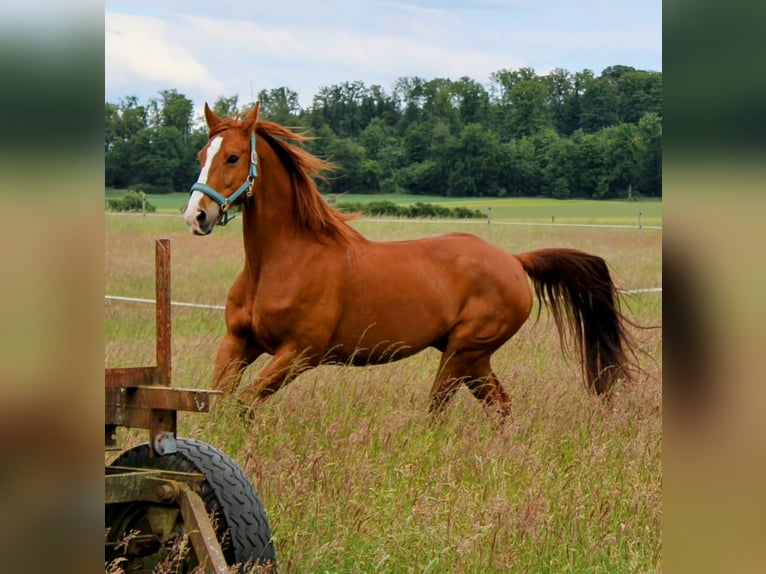 Westphalian Gelding 22 years 15,3 hh Chestnut-Red in Hameln