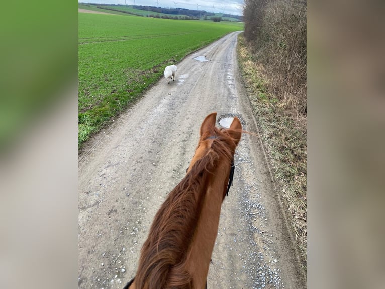 Westphalian Gelding 22 years 15,3 hh Chestnut-Red in Hameln
