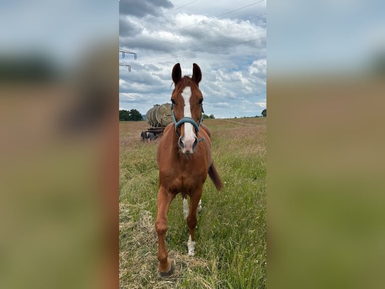 Westphalian Gelding 22 years 15,3 hh Chestnut-Red in Hameln