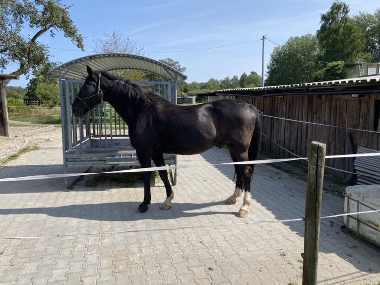 Westphalian Gelding 22 years in Waldbrunn