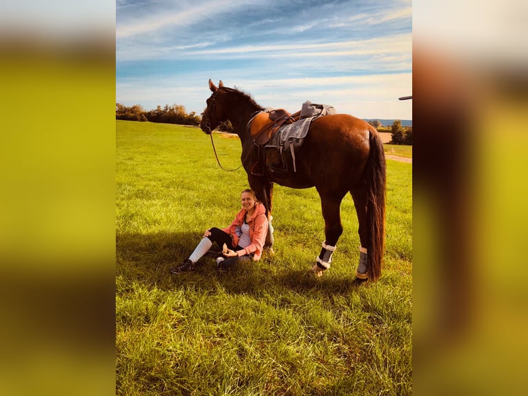 Westphalian Gelding 24 years 16,3 hh Brown in Rosendahl