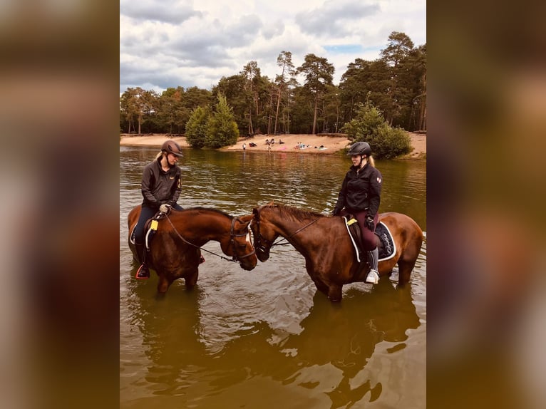 Westphalian Gelding 24 years 16,3 hh Brown in Rosendahl