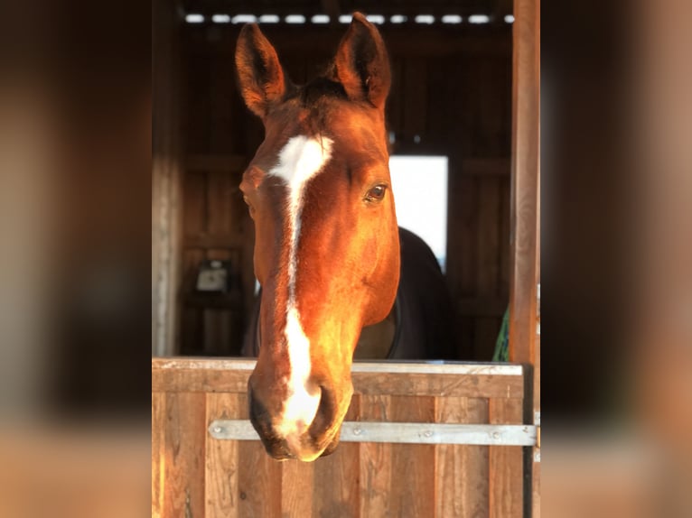Westphalian Gelding 25 years 16,3 hh Brown in Rosendahl