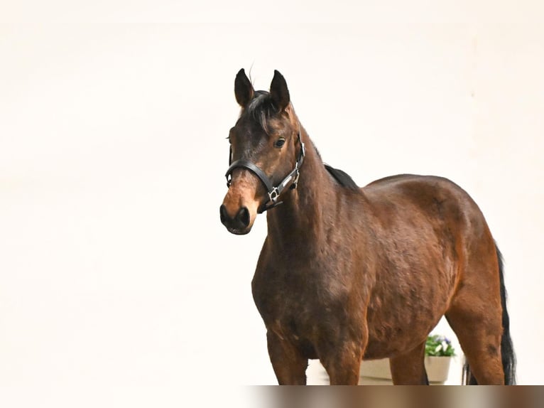 Westphalian Gelding 2 years 15.1 hh Brown in Saerbeck