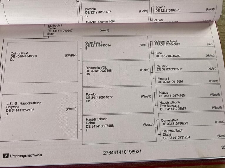 Westphalian Gelding 2 years 15,2 hh Bay-Dark in Uedem
