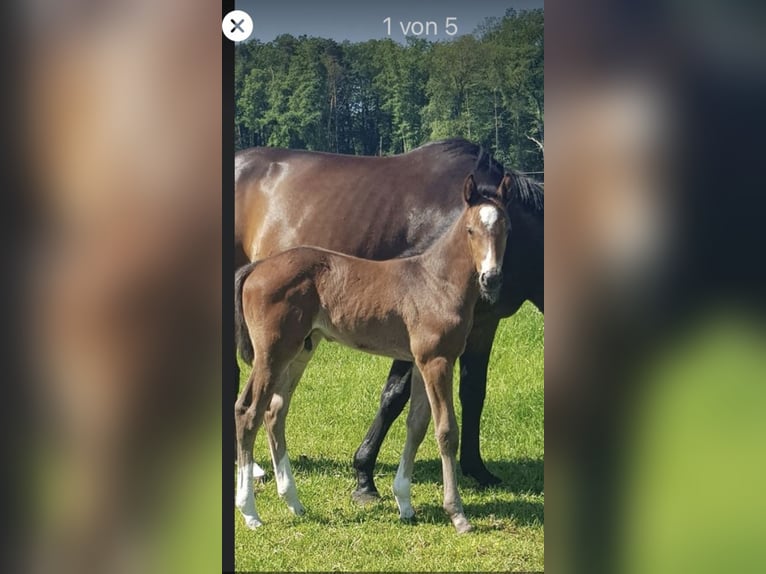 Westphalian Gelding 2 years 15,2 hh Bay-Dark in Uedem