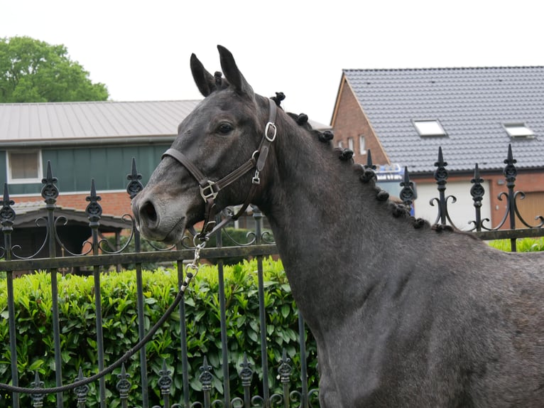 Westphalian Gelding 2 years 15,1 hh in Dorsten