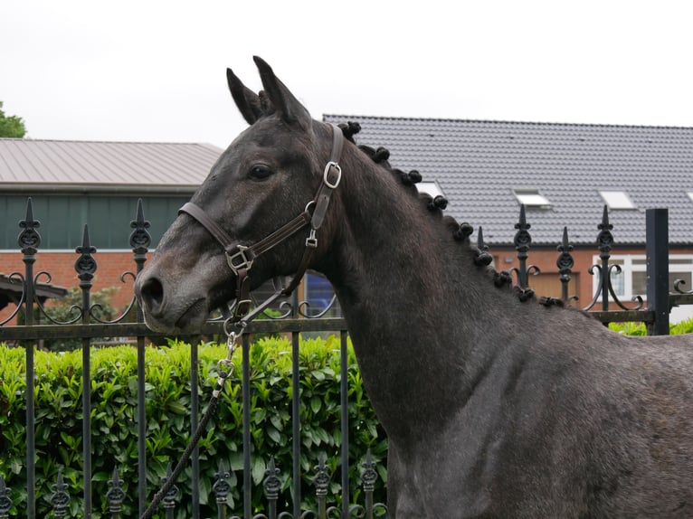 Westphalian Gelding 2 years 15,1 hh in Dorsten