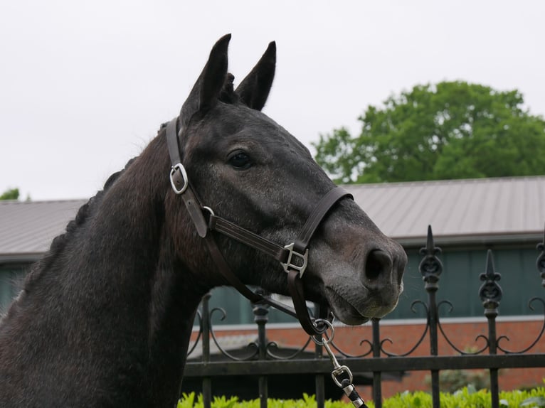 Westphalian Gelding 2 years 15,1 hh in Dorsten