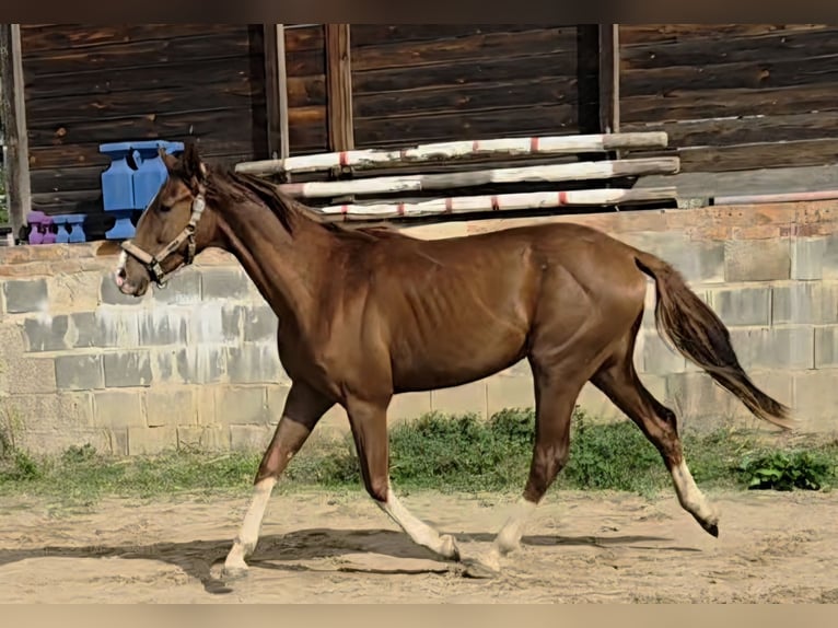 Westphalian Gelding 2 years 15,2 hh Chestnut in Leipzig