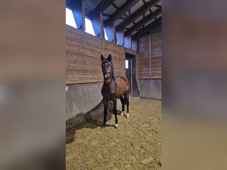 Westphalian Gelding 2 years 16.1 hh Brown in Dortmund