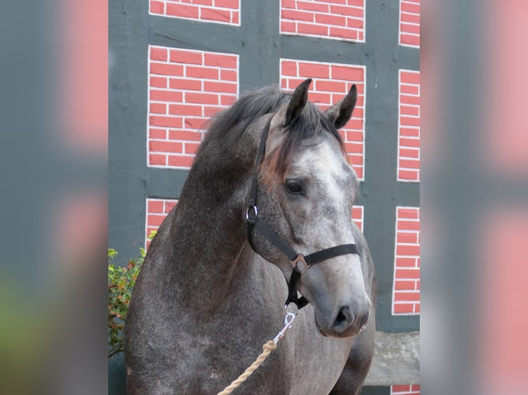 Westphalian Gelding 2 years 16,1 hh Grey in Cappeln (Oldenburg)