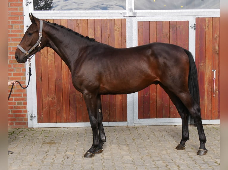 Westphalian Gelding 2 years 16,1 hh in Dorsten