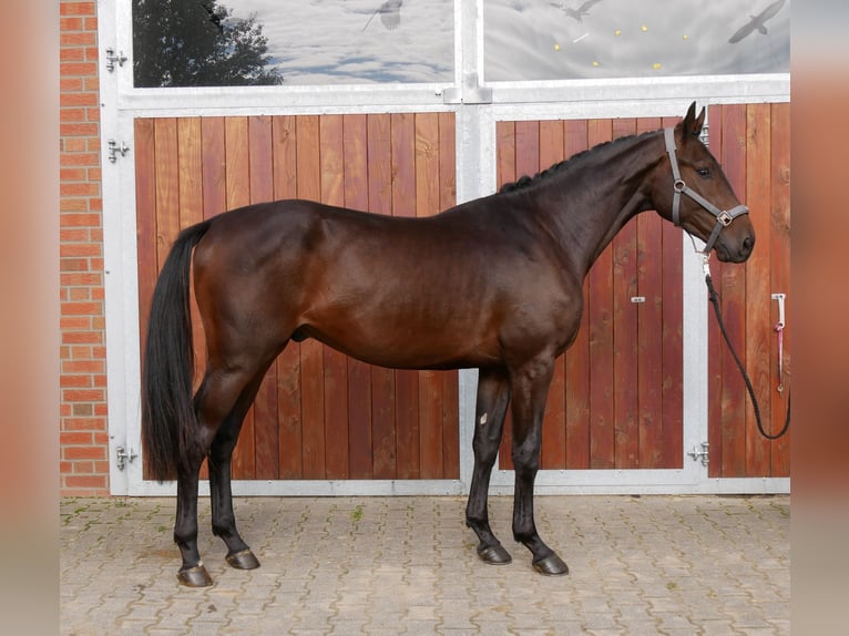 Westphalian Gelding 2 years 16,1 hh in Dorsten