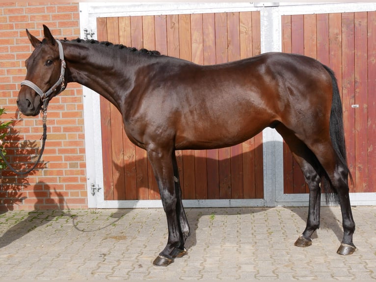 Westphalian Gelding 2 years 16,1 hh in Dorsten