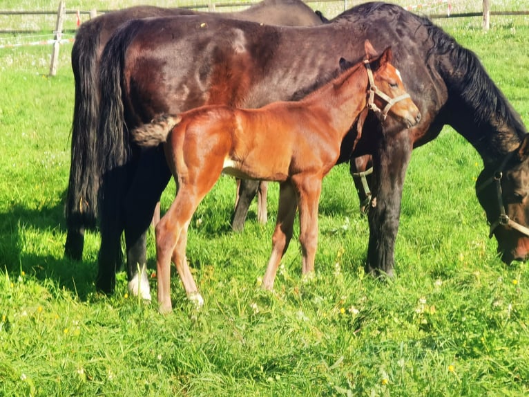 Westphalian Gelding 2 years 16.2 hh Brown in Frankenberg (Eder)