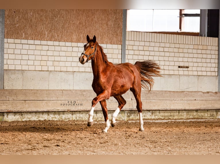 Westphalian Gelding 2 years 16.2 hh Chestnut-Red in Marl
