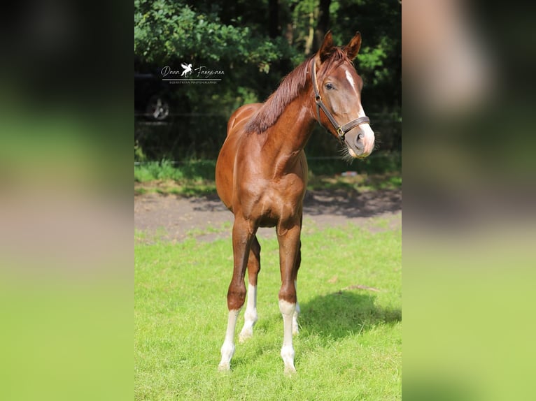 Westphalian Gelding 2 years 16,3 hh Chestnut in Neuenkirchen-V&#xF6;rden