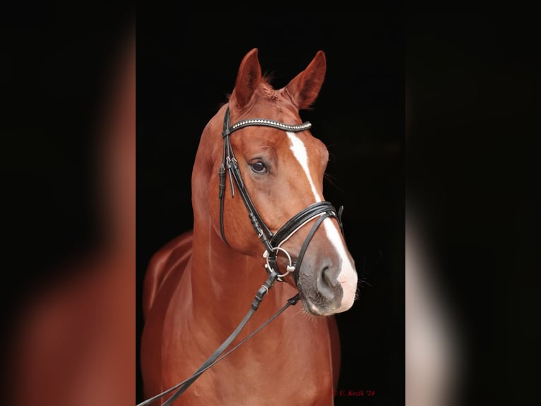 Westphalian Gelding 2 years 16,3 hh Chestnut-Red in Saerbeck