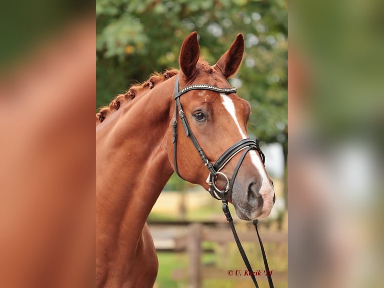 Westphalian Gelding 2 years 16,3 hh Chestnut-Red in Saerbeck