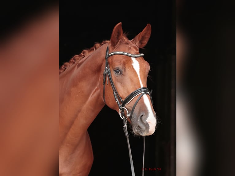 Westphalian Gelding 2 years 16,3 hh Chestnut-Red in Saerbeck