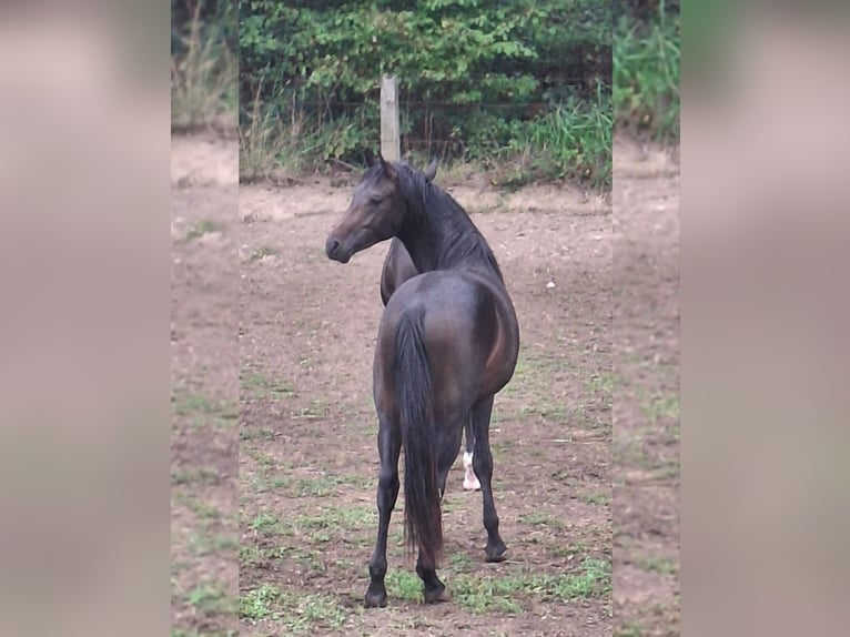 Westphalian Gelding 2 years 16 hh Bay-Dark in Wenden