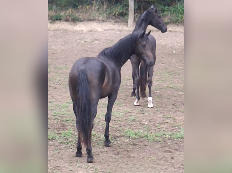 Westphalian Gelding 2 years 16 hh Bay-Dark in Wenden