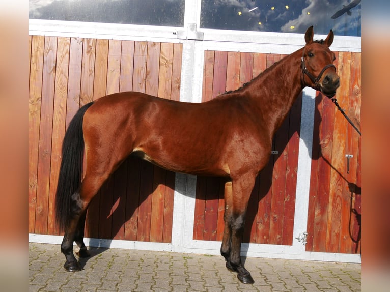 Westphalian Gelding 2 years 16 hh Brown in Dorsten