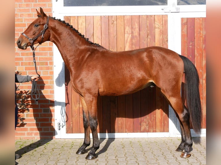 Westphalian Gelding 2 years 16 hh Brown in Dorsten