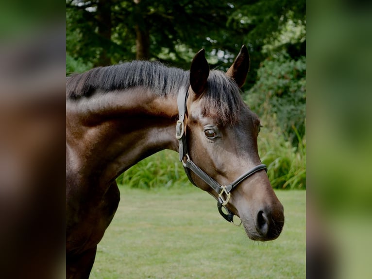 Westphalian Gelding 2 years 16 hh Brown in Duisburg