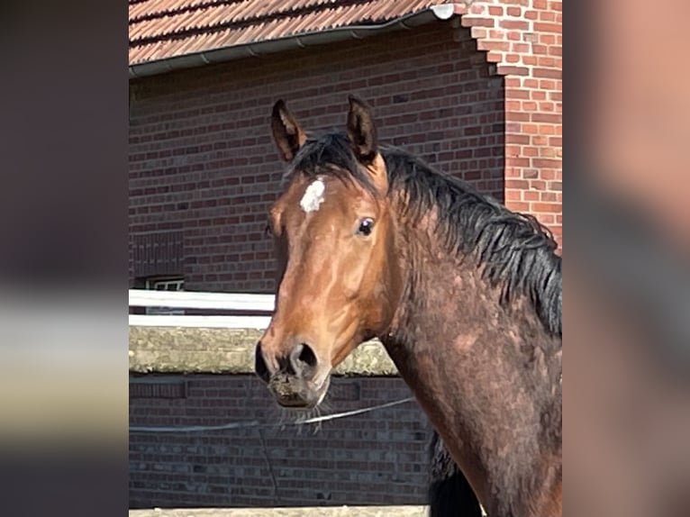 Westphalian Gelding 2 years 16 hh Brown in Heiden