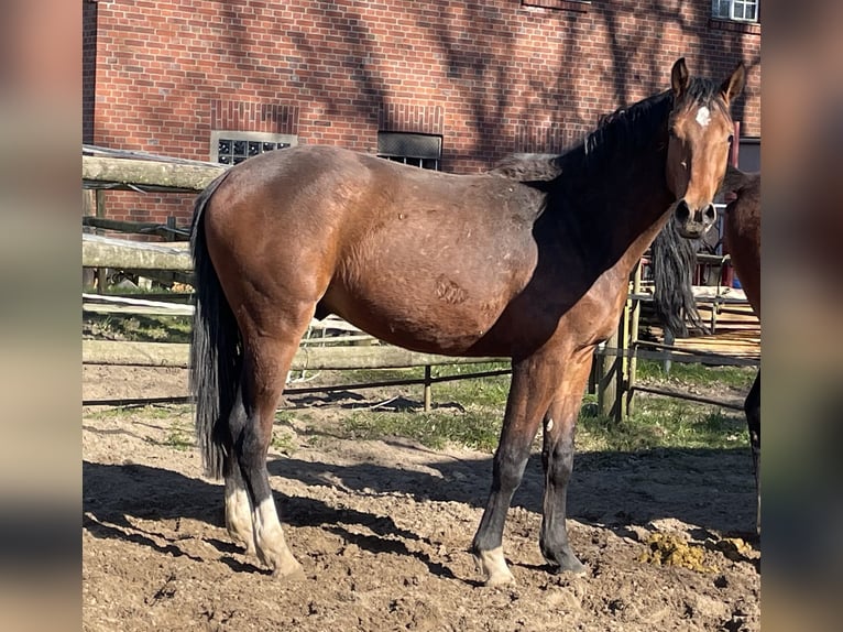 Westphalian Gelding 2 years 16 hh Brown in Heiden