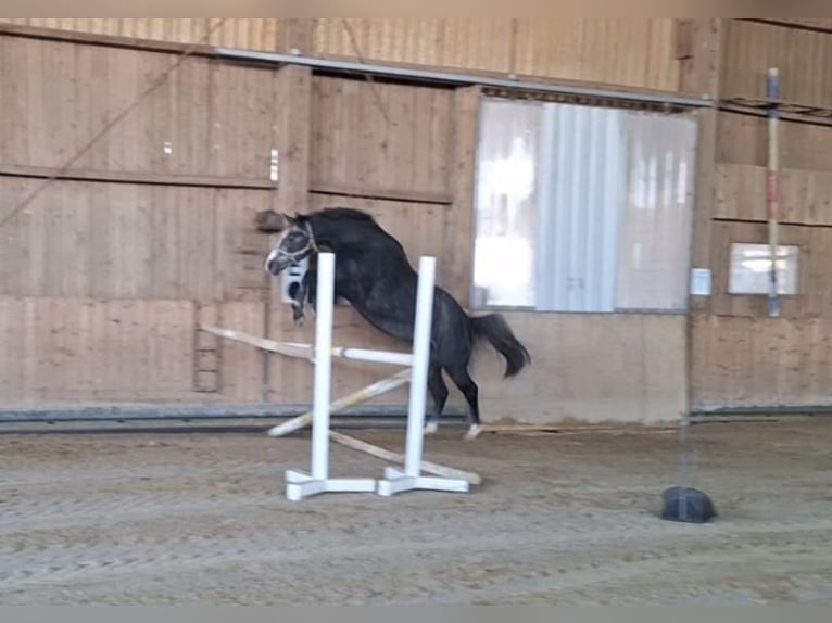 Westphalian Gelding 2 years 16 hh Grey-Dark-Tan in Gosheim