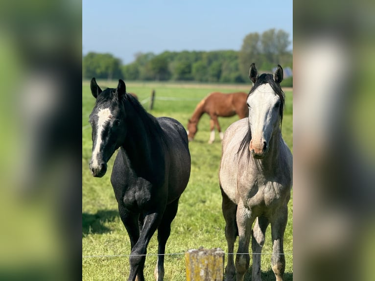 Westphalian Gelding 2 years 16 hh Grey in Ennigerloh