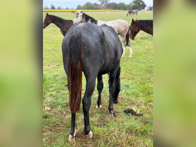 Westphalian Gelding 2 years 16 hh Grey in Ennigerloh