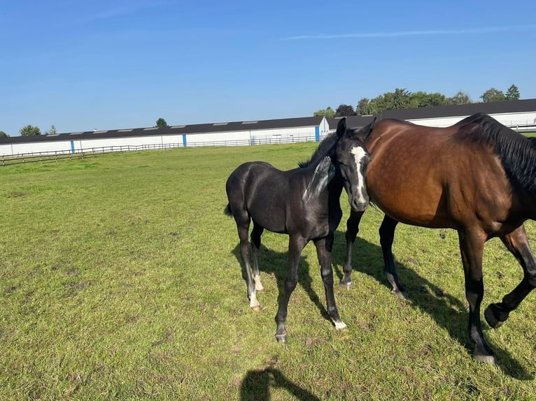 Westphalian Gelding 2 years 16 hh Grey in Ennigerloh