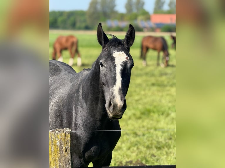 Westphalian Gelding 2 years 16 hh Grey in Ennigerloh