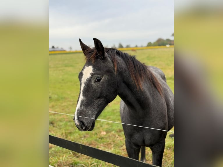 Westphalian Gelding 2 years 16 hh Grey in Ennigerloh
