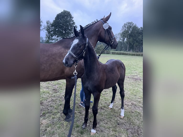 Westphalian Gelding 2 years 16 hh Grey in Ennigerloh