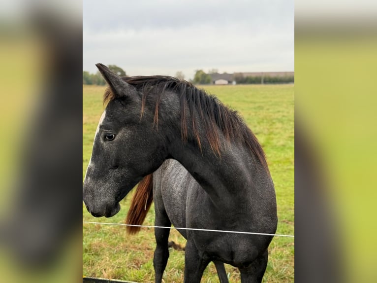Westphalian Gelding 2 years 16 hh Grey in Ennigerloh