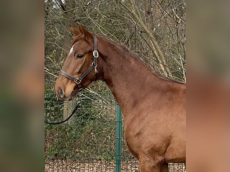Westphalian Gelding 2 years 16,1 hh Chestnut-Red in Verl